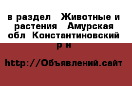  в раздел : Животные и растения . Амурская обл.,Константиновский р-н